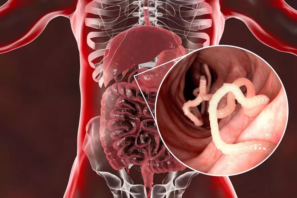 Vitalis - ilustração do intestino e microbiota